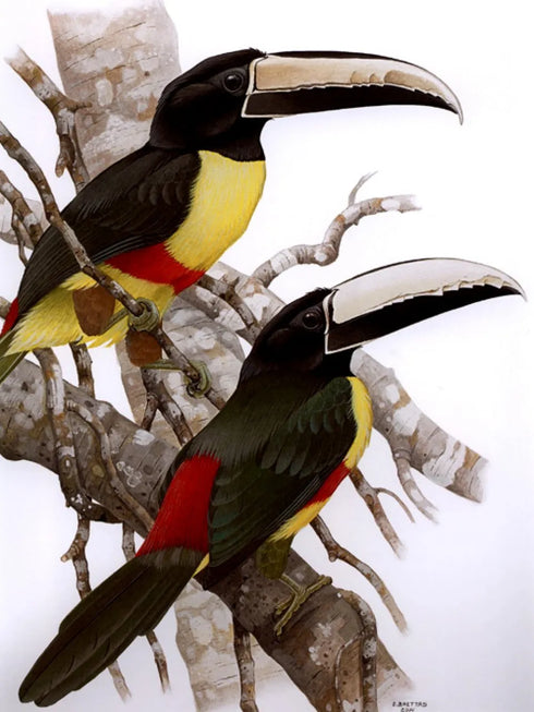 Toucans of the Americas - Tucanos - Tucanos das Americas  - Alvarenga,H. &  Brettas,E.  2004